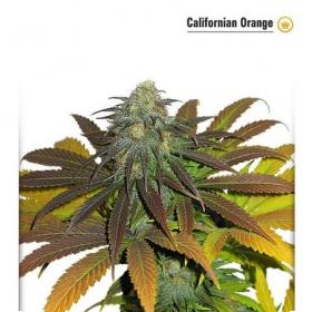 California Orange Dutch Passion 014 0