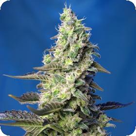 Green Poison XL Automatic Sweet Seeds