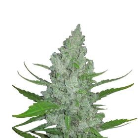 Original Sour diesel Auto jpg