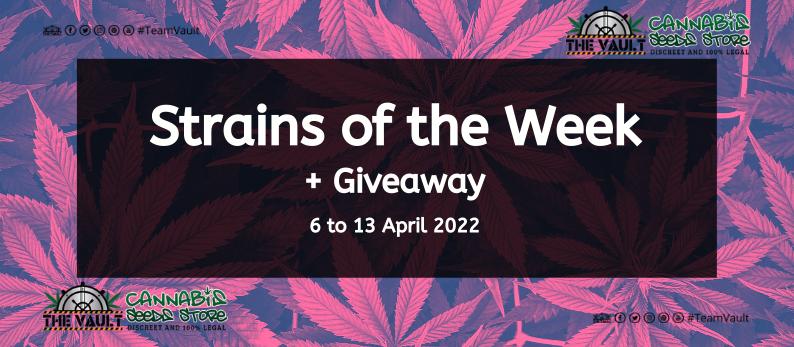 Strains of the Week Giveaway – 6th to 13th April 2022 1