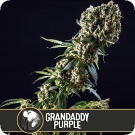 grandaddy purple feminised seeds blimburn seeds 0