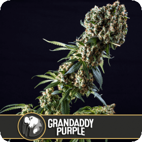 grandfather purple feminized seeds blimburn seeds 0