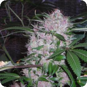 northern lights feminised seeds phoenix seeds 0 1