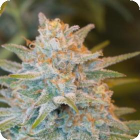 quick critical feminised seeds dinafem seeds 0