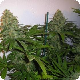 sweet seeds green poison feminised seeds 0