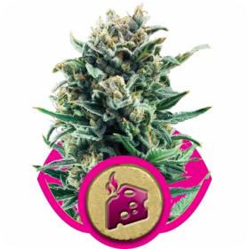 blue cheese feminised seeds royal queen seeds 0
