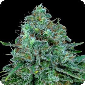 CRITICAL KUSH