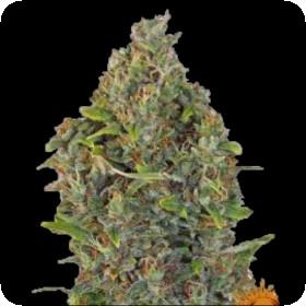 Critical Kush Auto 0 1