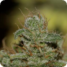 Jack Herer Feminised Seeds by Seedsman