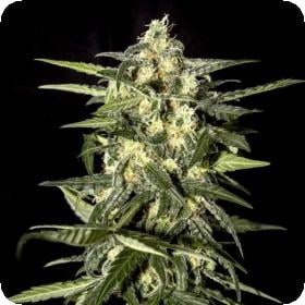 Jack Herer Auto Greenhouse 0 1