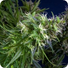 lemon heaven feminised seeds lineage genetics 0