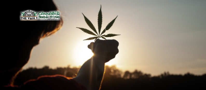 What Is A Landrace Cannabis Strain?