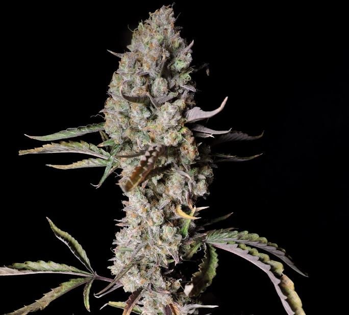 fastbuds Gorilla Zkittlez Auto Feminised Seeds