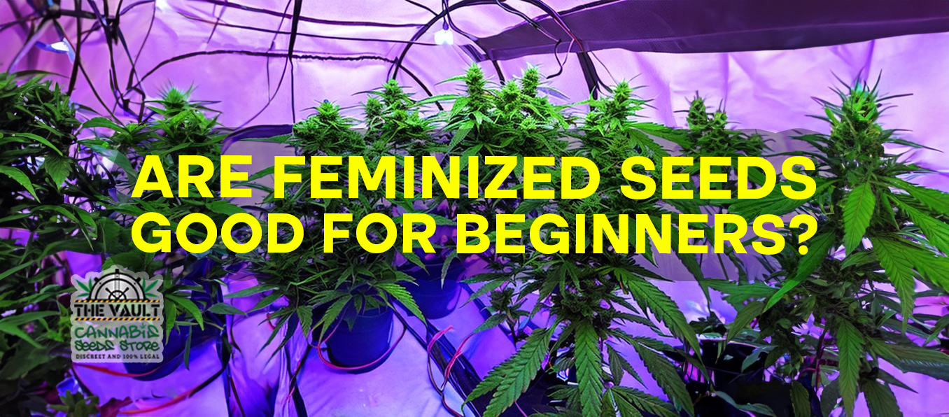 are feminized seeds good for beginners
