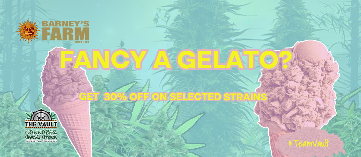 Fancy A Gelato? 30% Off Selected Cannabis Seeds