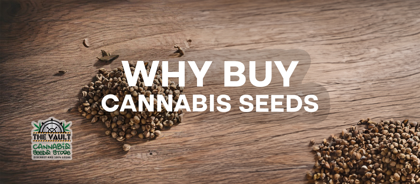 why buy cannabis seeds