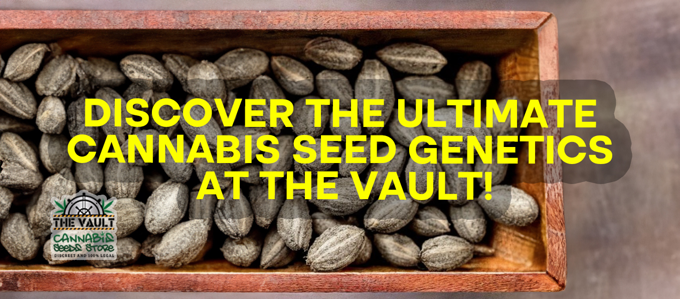 Discover the Ultimate Cannabis Seed Genetics at The Vault