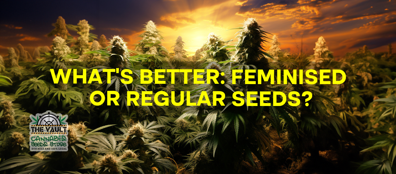 What's Better Feminised or Regular Seeds