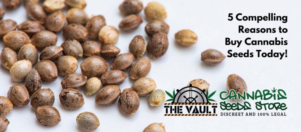 Why buy Cannabis Seeds