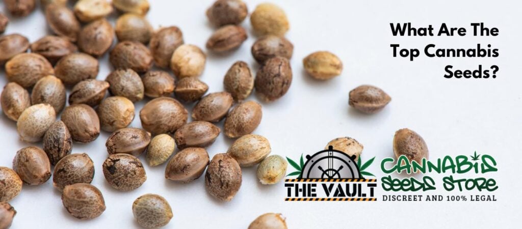 What is the number 1 Cannabis Seed?