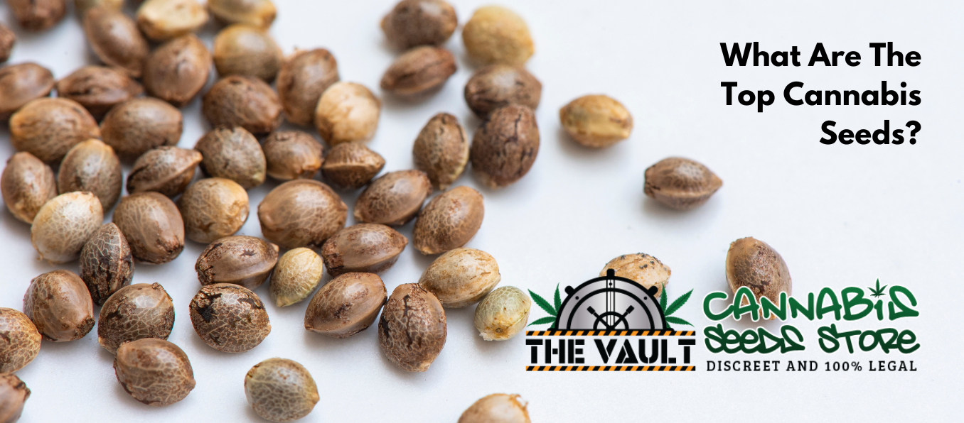 What Is The Number 1 Cannabis Seed?