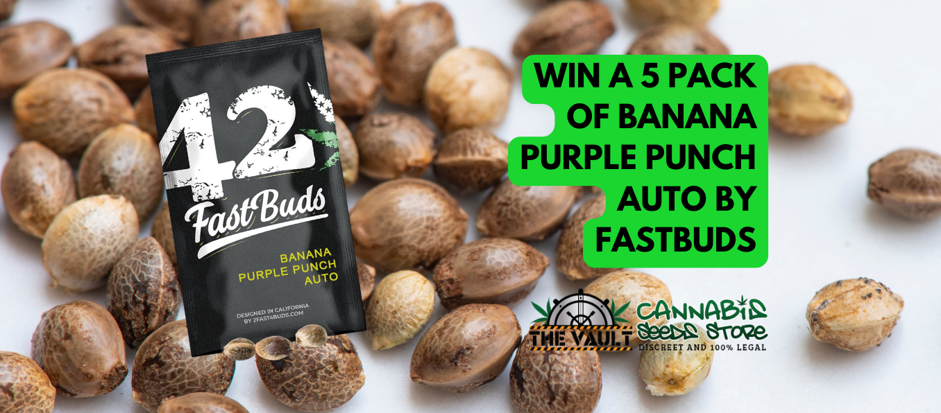 Fastbuds  Banana Purple Punch Auto Cannabis Seeds Promo