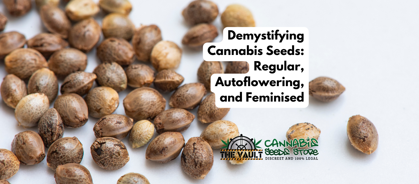 Demystifying Cannabis Seeds: Regular, Autoflowering, and Feminized