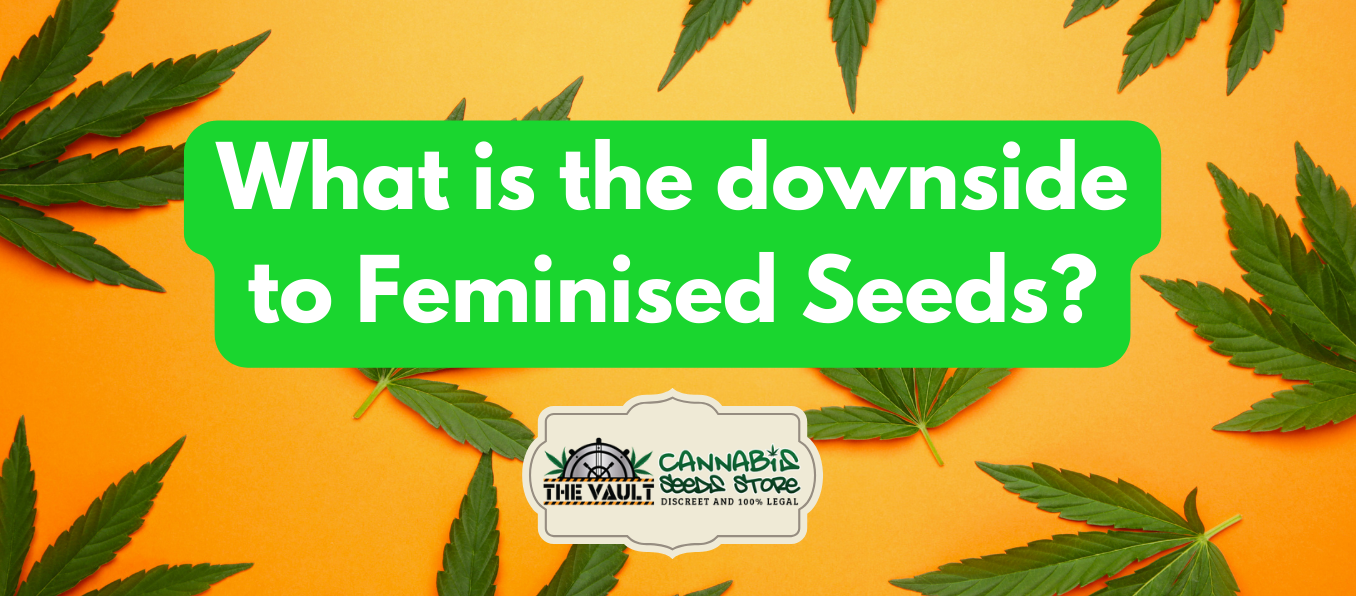 What is the downside to Feminised Seeds?