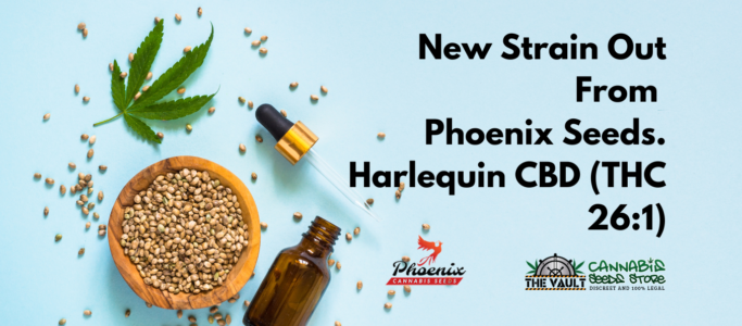 New Phoenix strain launched – Harlequin CBD (CBD:THC 26:1)