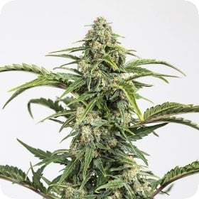 Harlequin CBD Feminised Harlequin CBD Feminised
