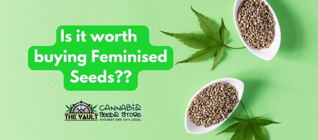 Is it worth buying Feminised Seeds Is it worth buying Feminised Seeds
