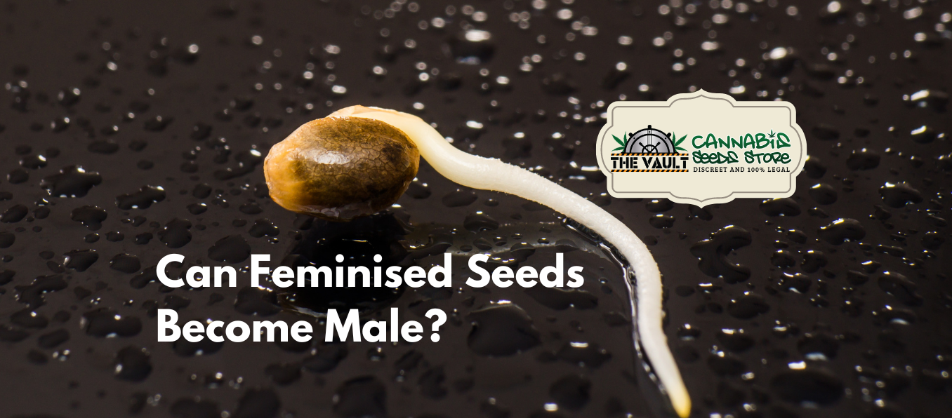 can feminised seeds become male