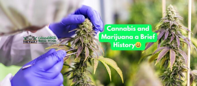 The History of Cannabis and Marijuana