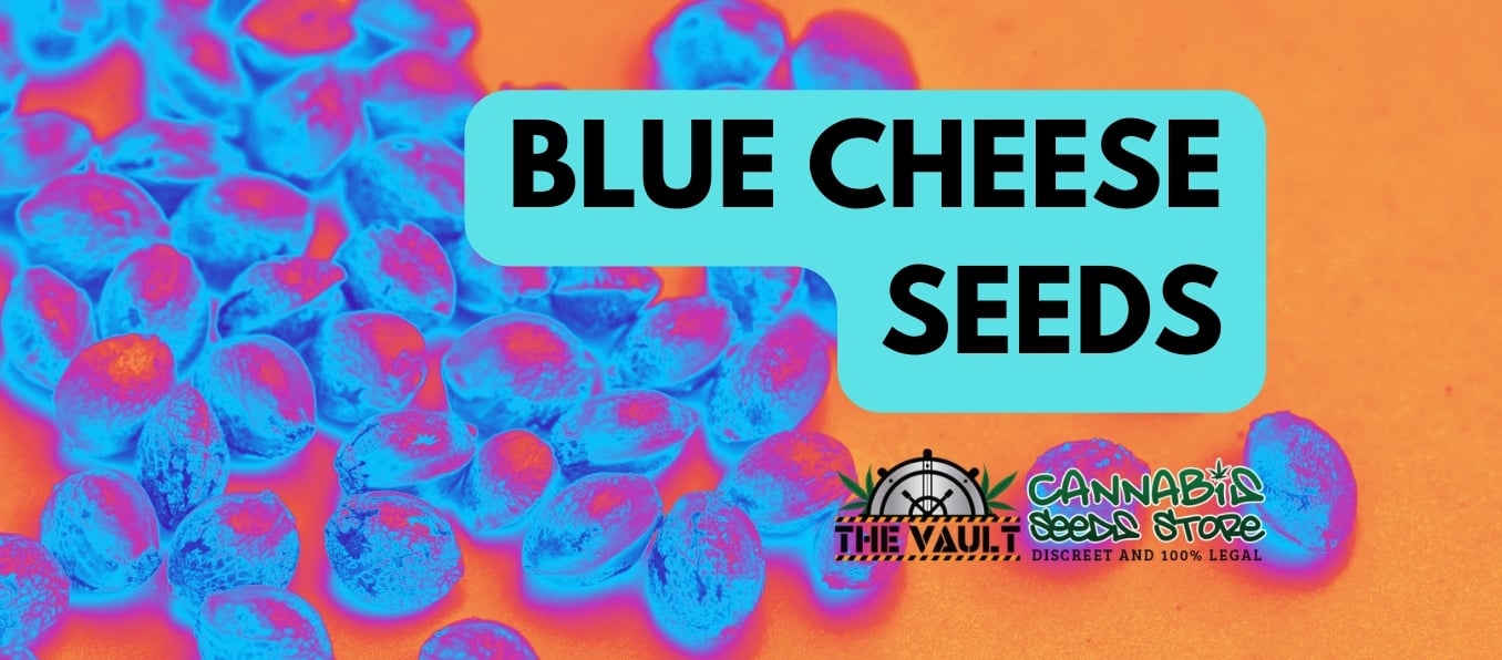 Blue Cheese Seeds