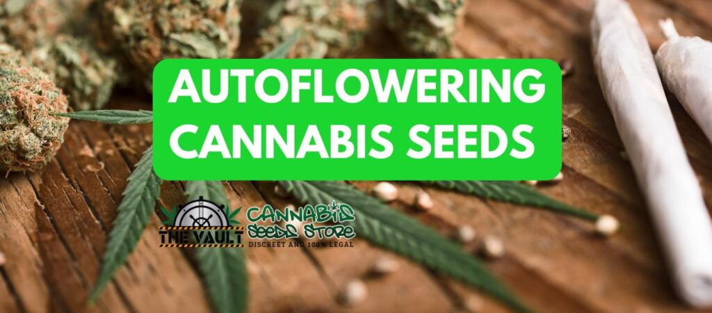 AUTOFLOWERING CANNABIS SEEDS