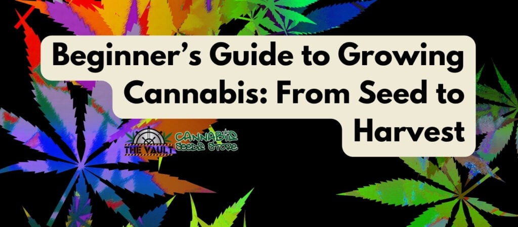 Beginner’s Guide to Growing Cannabis From Seed to Harvest