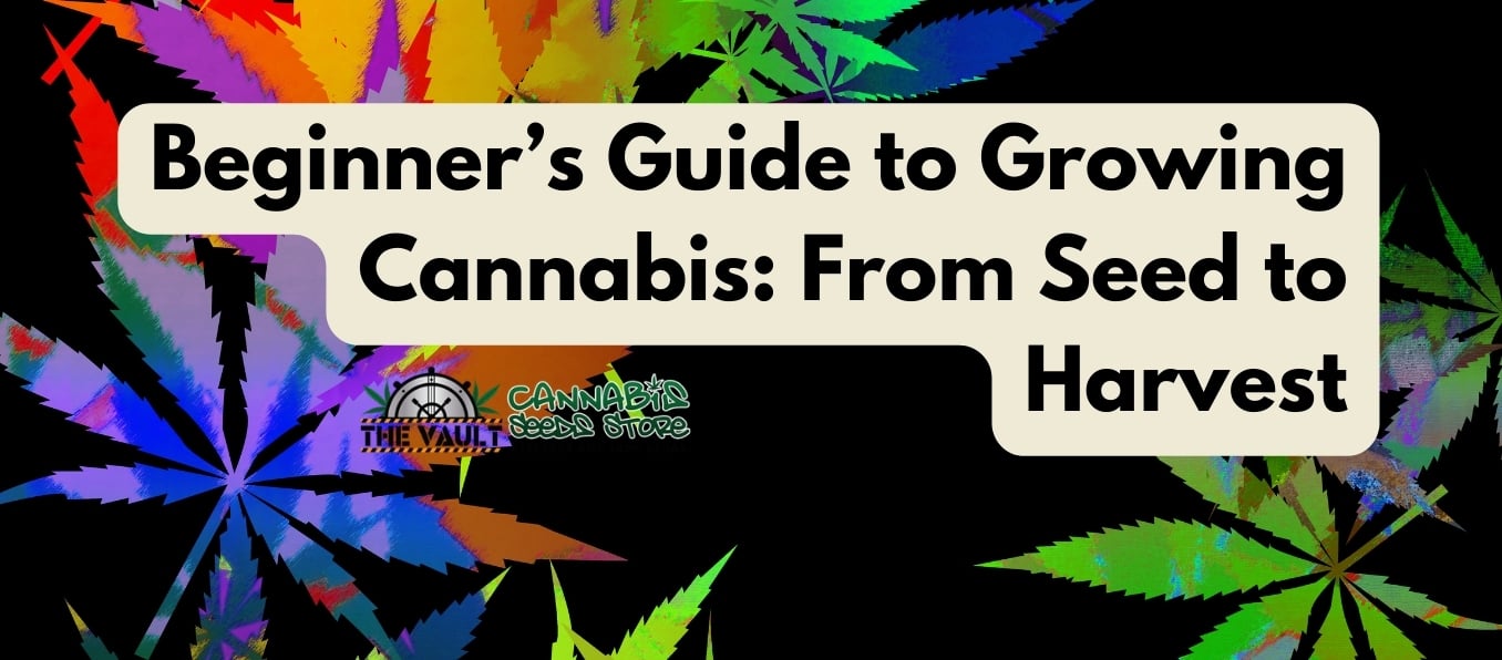 Beginner’s Guide to Growing Cannabis From Seed to Harvest