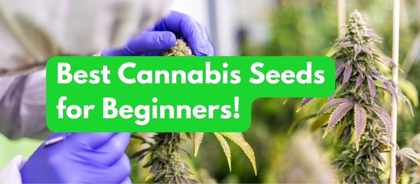Best Cannabis Seeds for Beginners