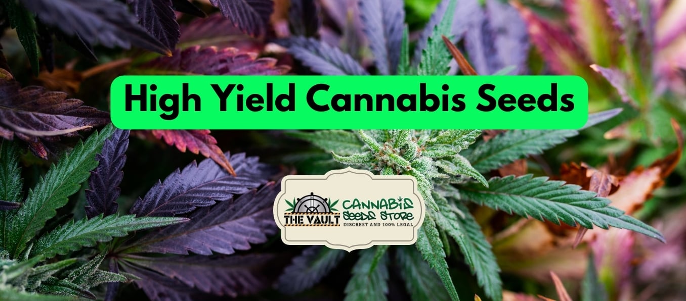High yield cannabis seeds