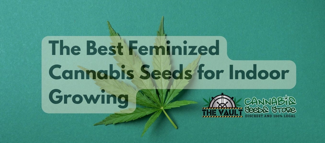 The Best Feminized Cannabis Seeds for Indoor Growing
