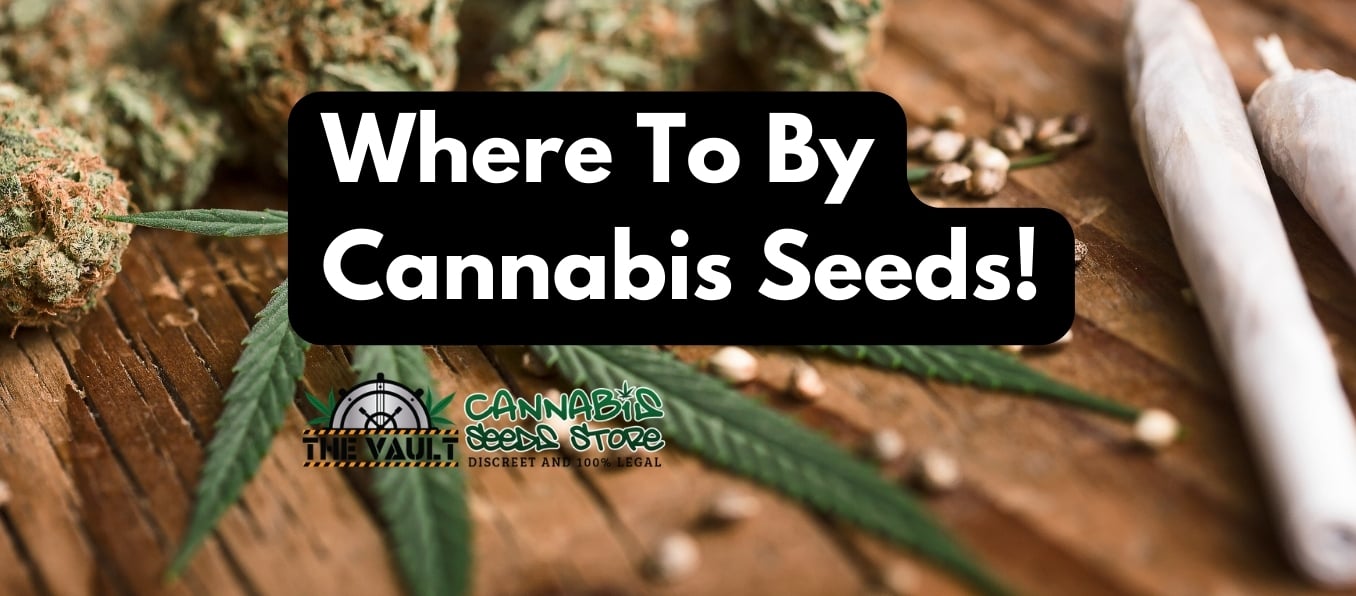 Where to buy cannabis seeds