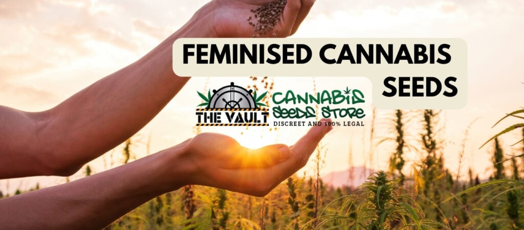 feminised cannabis seeds feminised cannabis seeds
