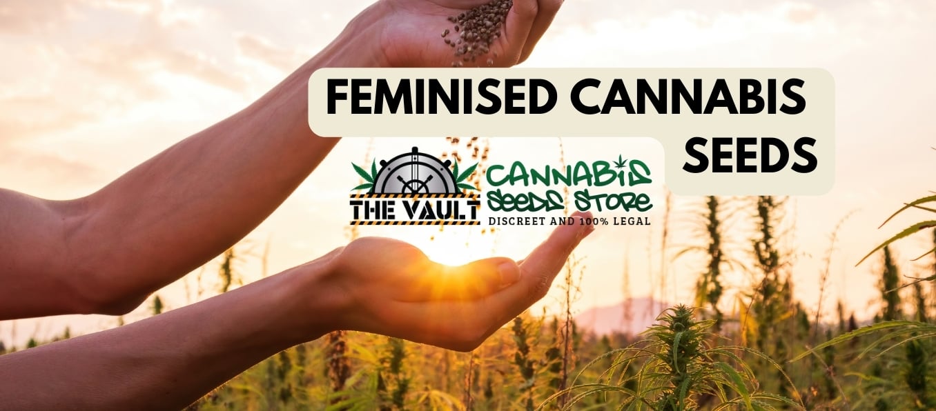 feminised cannabis seeds