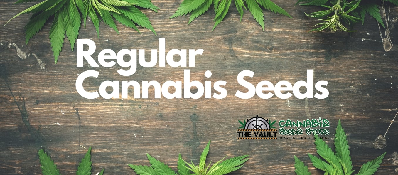regular cannabis seeds