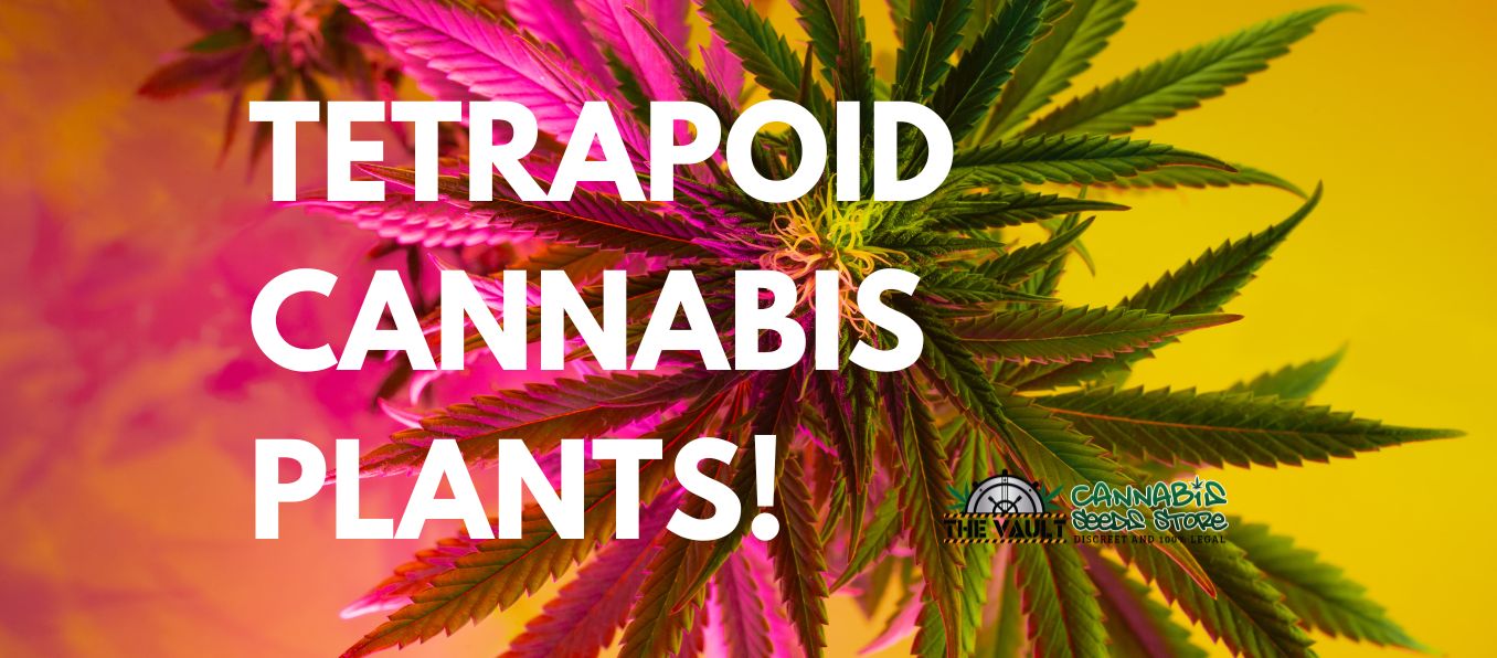 tetrapoid cannabis plants