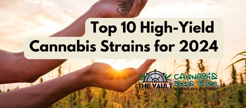 top 10 high yield cannabis strains for 2024