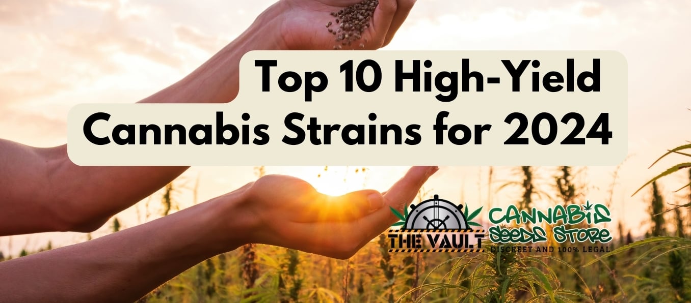top 10 high yield cannabis strains for 2024
