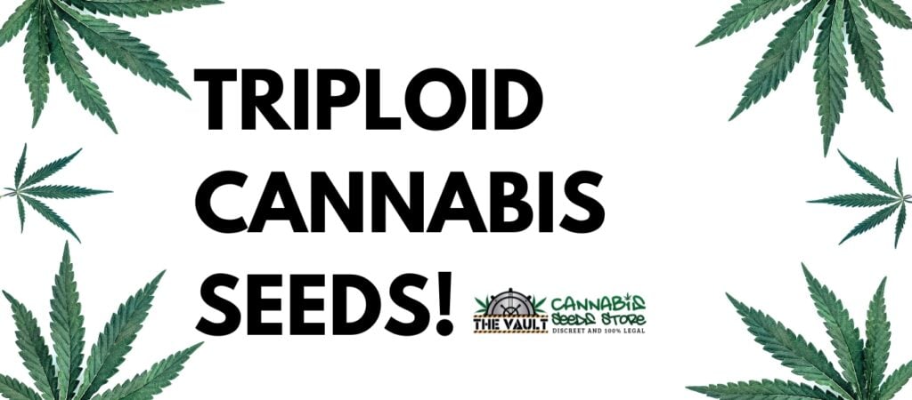 triploid cannabis seeds