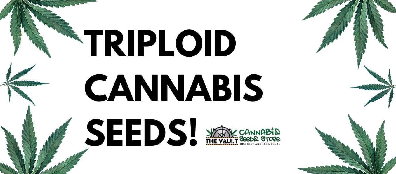 triploid cannabis seeds