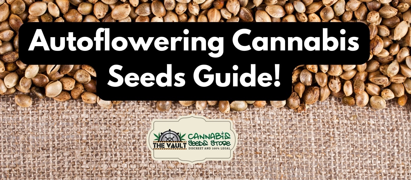 Autoflowering cannabis seeds guide